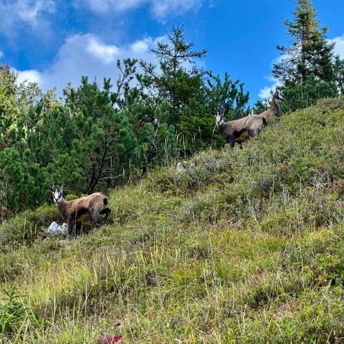 Gruttenhütte4ab