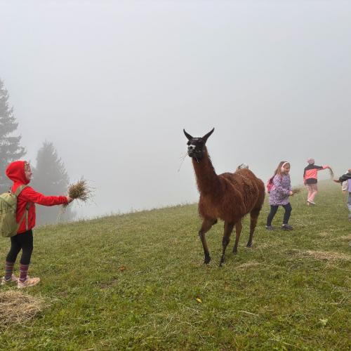 Lama2a