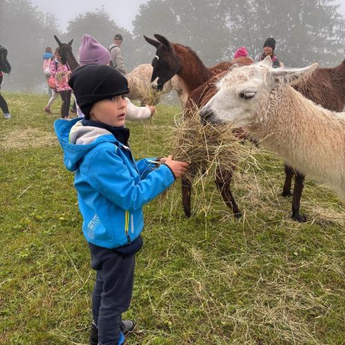Lama2a