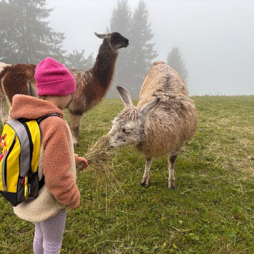 Lama2a